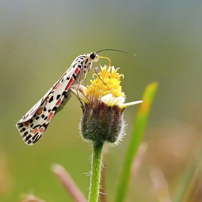 Utetheisa pulchella