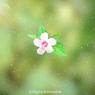 flower