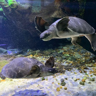 Pig-nosed turtles