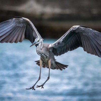 Sea Crane at Mochimune Beach