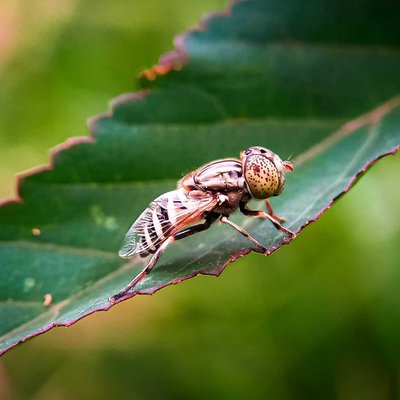Eristalinus