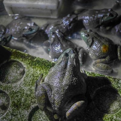 the frogs