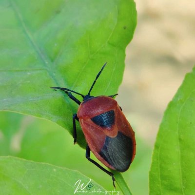 Bug