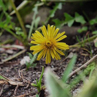 Scorzoneroides autumnalis