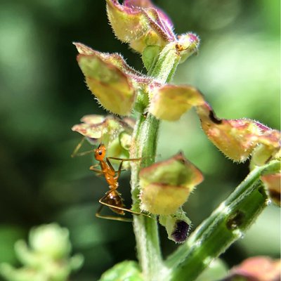 Semut Gila Kuning || Anoplolepis gracilipes