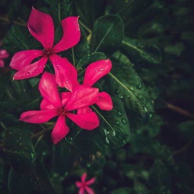 🌸🌸 #PindleIndia
