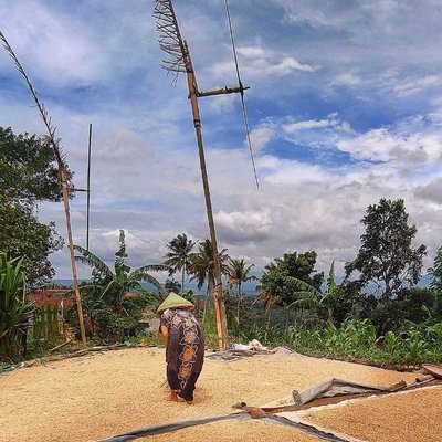 Jemur Padi Setelah Panen