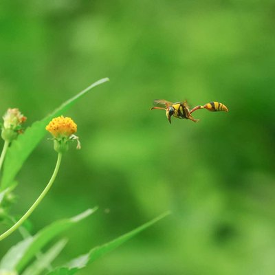 Yellow and black potter Wasp atau Delta campaniforme 
