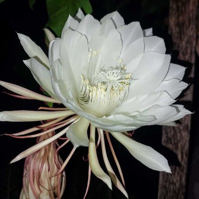 Wijayakusuma