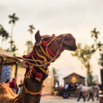 Experience Rajasthani Culture in Bangalore