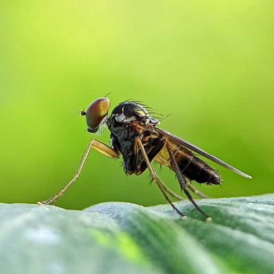 Sciapus