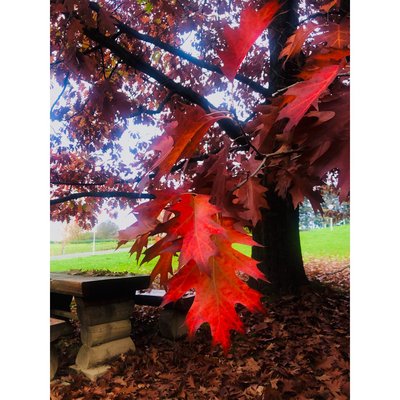 🤍🖤🤎💛🧡❤️💜💙💚Tree life. #marusevec #home