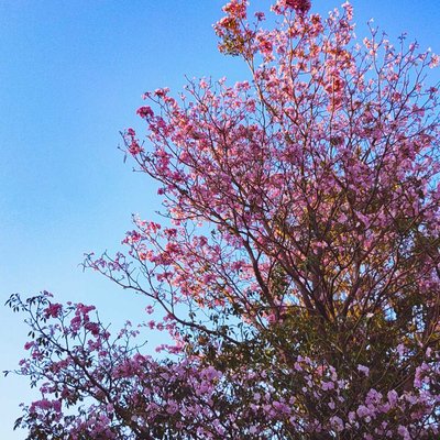 Springtime Magic in Full Bloom 🌸