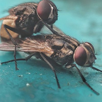 Macro Shot