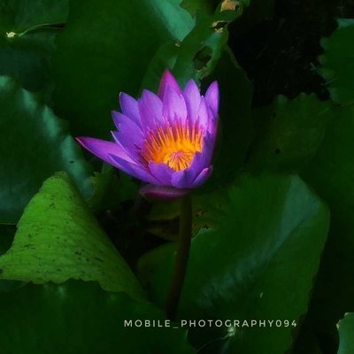 Nurture Flowers