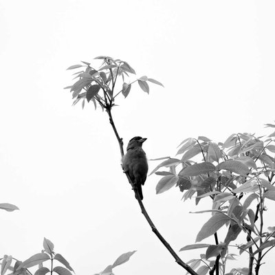 Portray of a bird 
