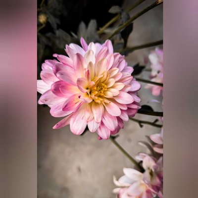 Life is the flower for which love is the honey🤗