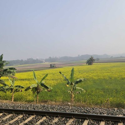Yellow Mustard Fields beside Railway Track♥️