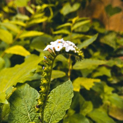 Heliotropium Indicum