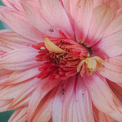 New One Macro 🌸💗🔍