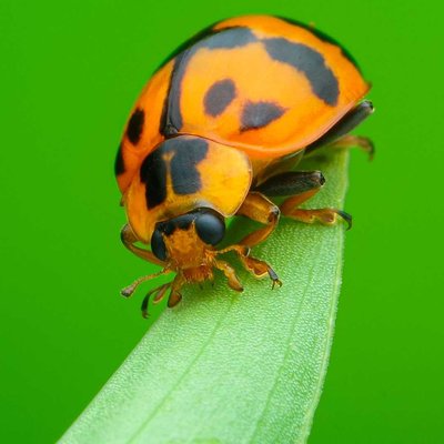 lady bugs