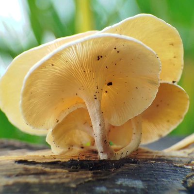Jamur🍄