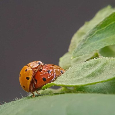 Ladybug