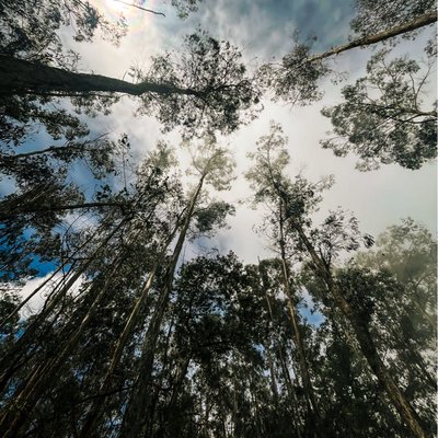 Kodaikanal Pine Trees