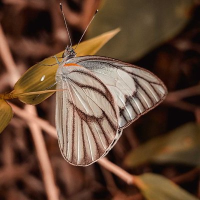Appias libythea