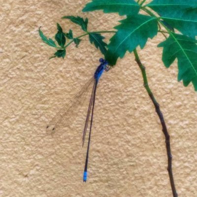 Blue Dragon Fly
