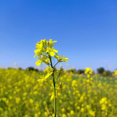 Mustard Field🌱