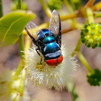 Oriental Blue Fly