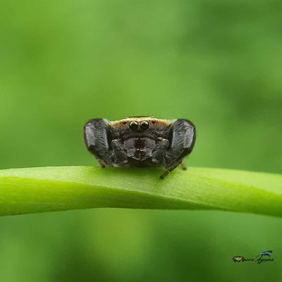 Rhene spider