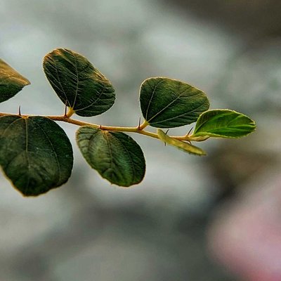 Daun Bidara 
