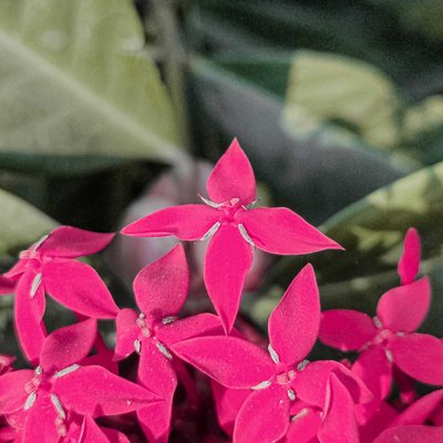 Ixora coccinea🌸💖