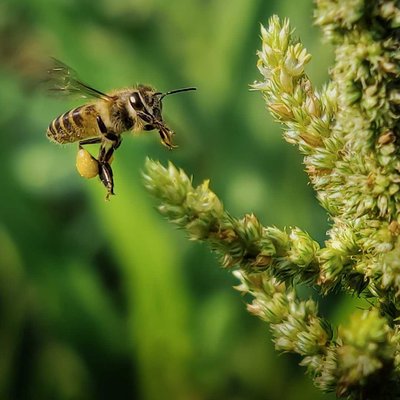 Honey Bees
