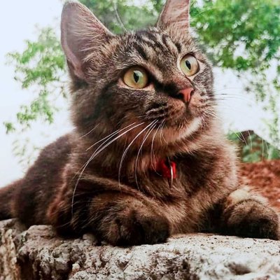 Cat 🐈