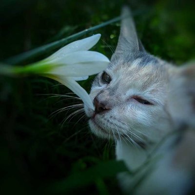 kucing