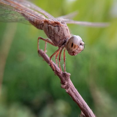 Dragonfly