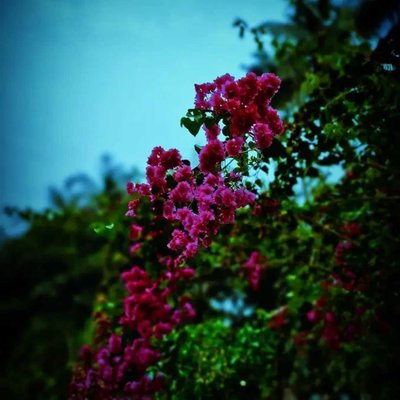 pink flower 
