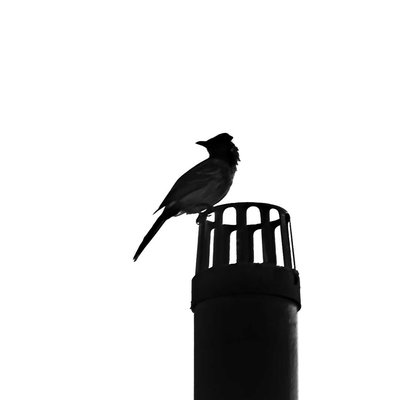 The red-vented bulbul 