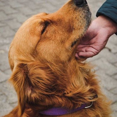 Love is simple🐶