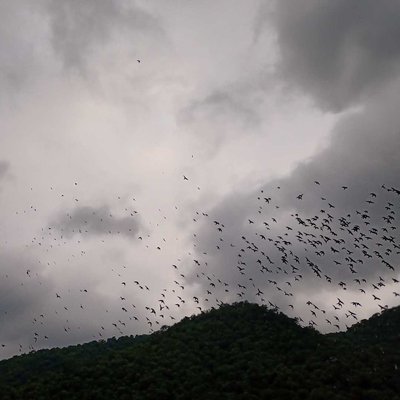 view  of  bird fly 😍