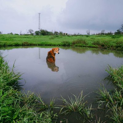 dog deep in mud