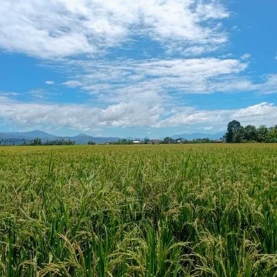 rice field
