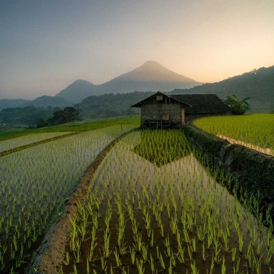 gubuk di tengah sawah