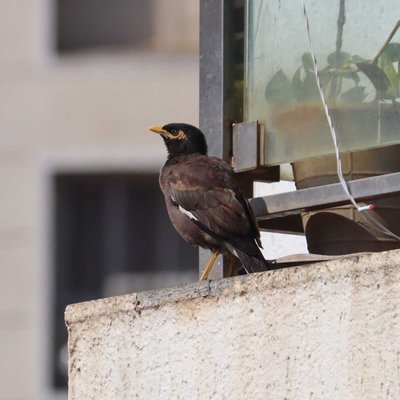 Common Myna