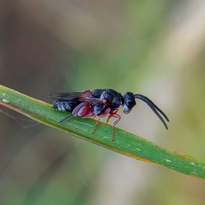 CHALCIDIDAE 