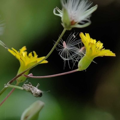 Hieracium Murumum