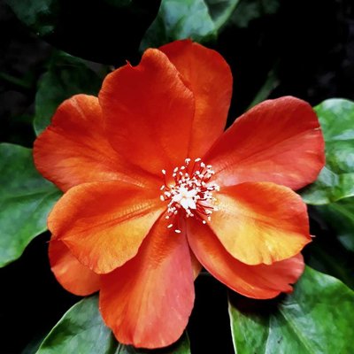 Si Orange Yang Menawan